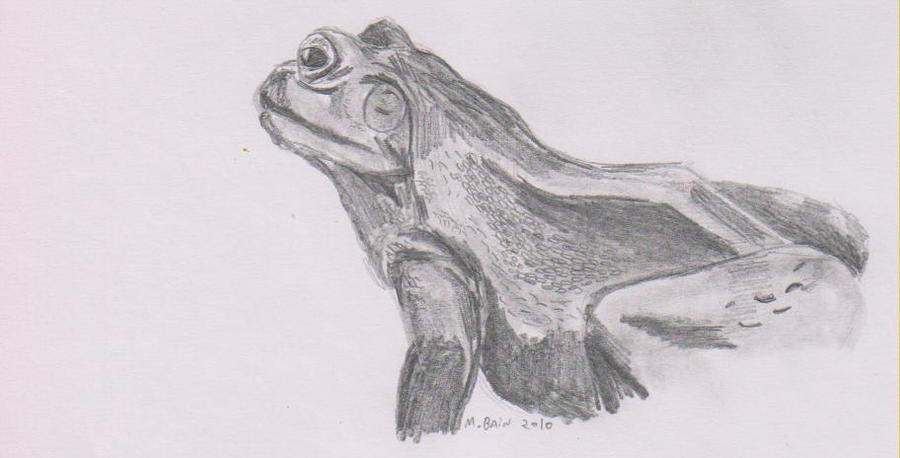 bullfrog by madnessmdb on DeviantArt