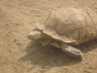 giant tortoise