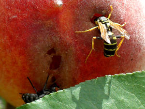 Wasp, fly and peach