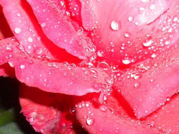 Rose with dew