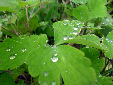 Leaf with dew - autumnal