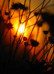 sonoran sundown by dresdenblue