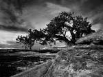 juniper days by dresdenblue
