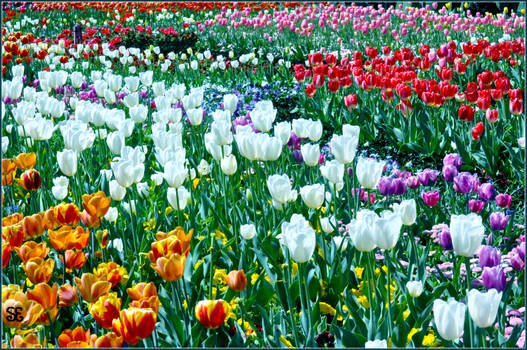 Flowers Of Floriade: 8