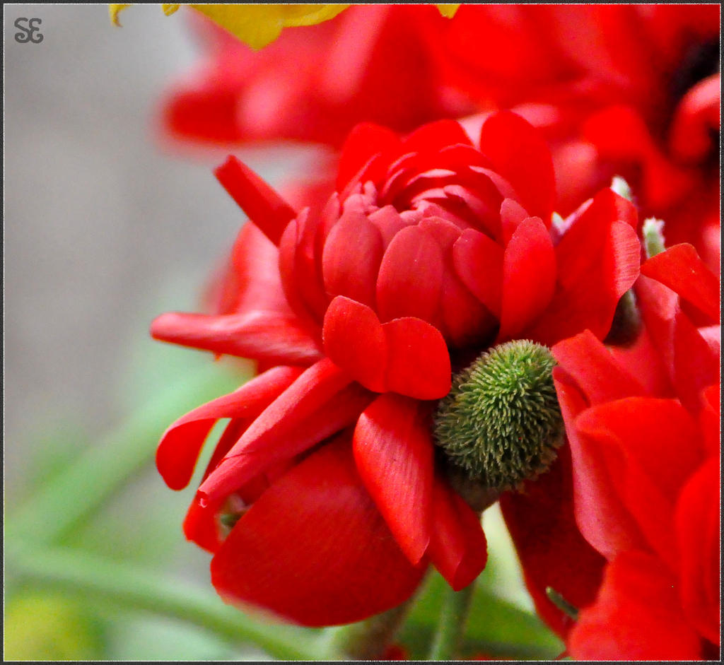 Floriade 2013 - 16