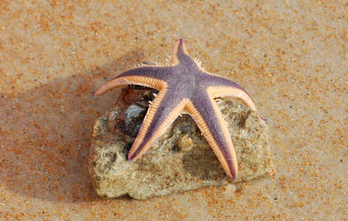 Star Fish on Rock
