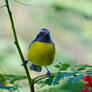 St. Maarten Song Bird