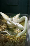 Winged Snake by kuramay