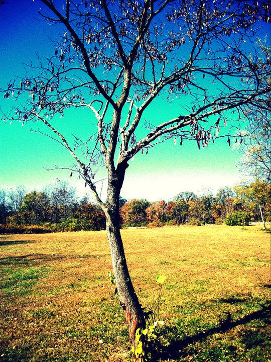 Widdled Tree Mr Solo Dolo by manateetree on DeviantArt