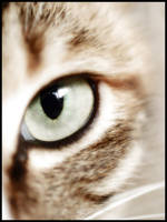 The Eye of the Mini Tiger