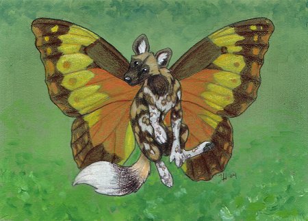 African Wild Dog Butterfly