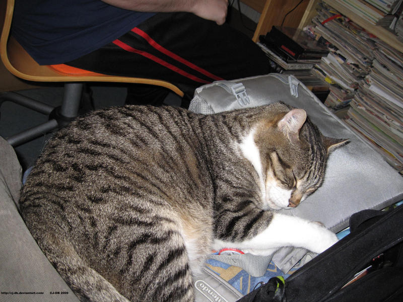The cat which slept