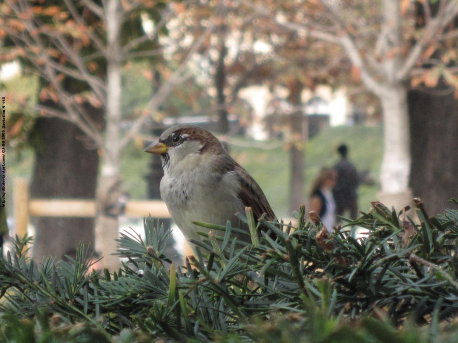 The sparrow