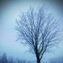 Winter Tree