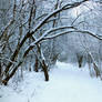 Winter Tunnel II