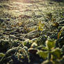 Frozen grass