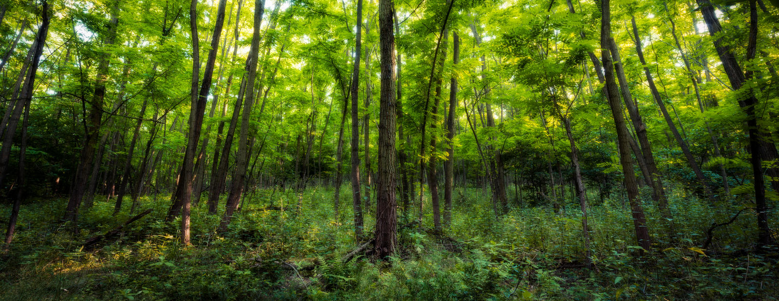 Forest Panorama