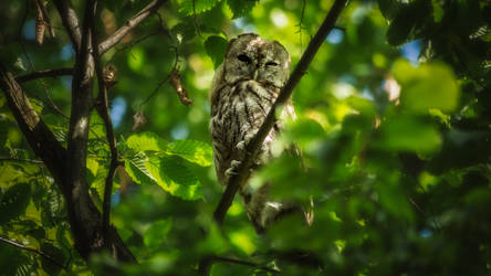 Tawny Owl