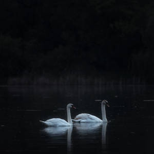 Swans II