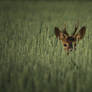 Roe deer hiding in the wheat