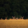 Fallow Deer herd