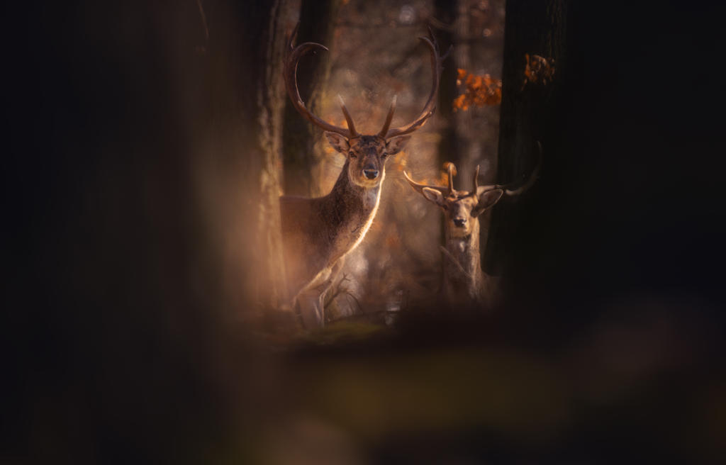 Deviantart Fallow Fallow Deer in the woods by MoonKey19 on DeviantArt