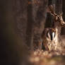 Fallow Deer in the woods II