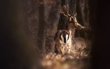 Fallow Deer in the woods II