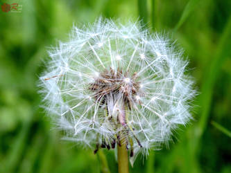 Dandelion