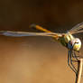 Dragonfly-5