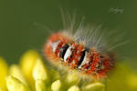 Caterpillar-6 by Tulgay