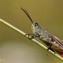 grasshopper