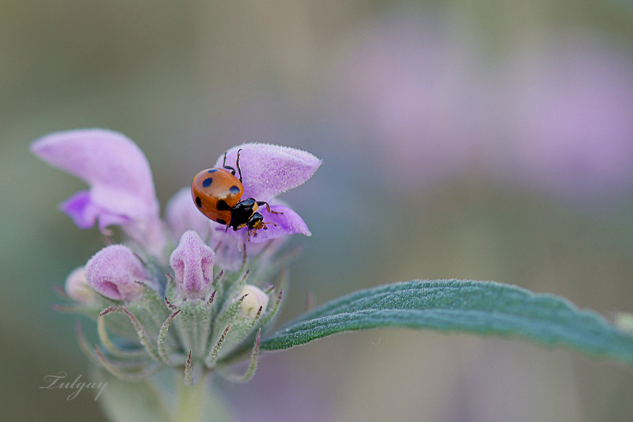 ladybug