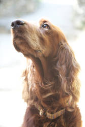 Irish Setter 3