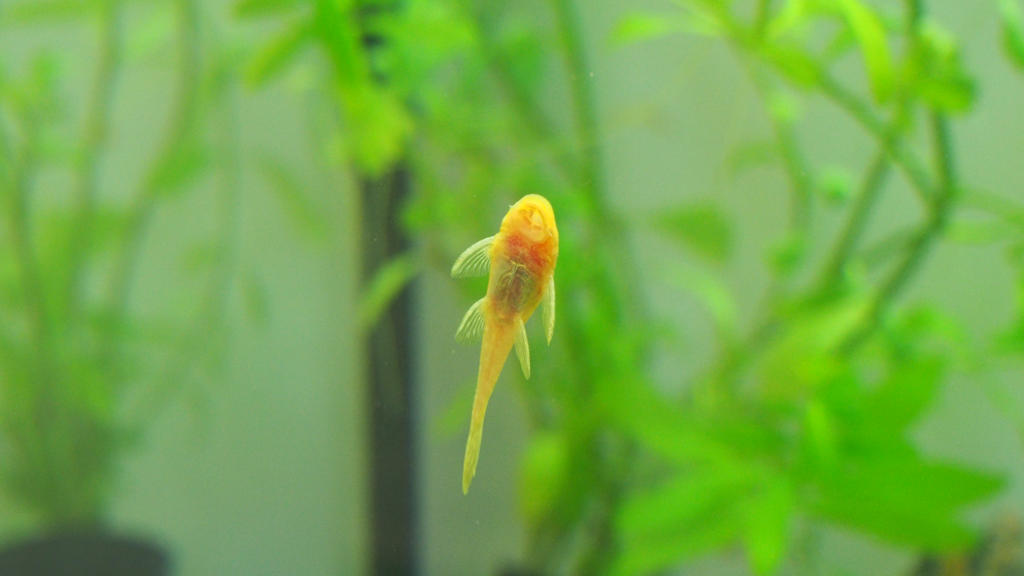 Albino bristlenose pleco