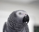 African Grey by PhotoF0X