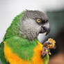 senegal parrot