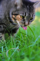 Cat eating grass