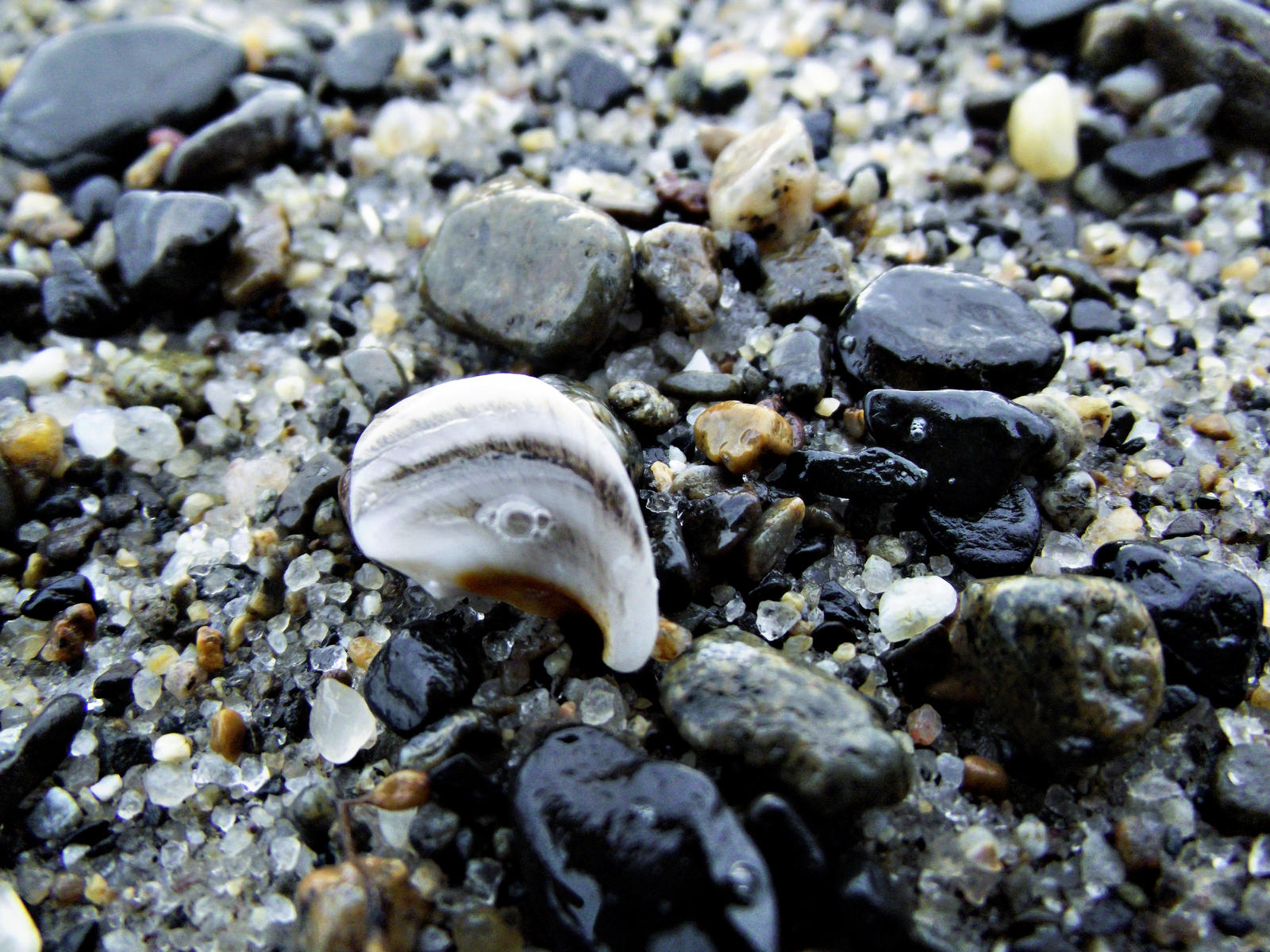 seashell-edited 2 by fireblow on DeviantArt