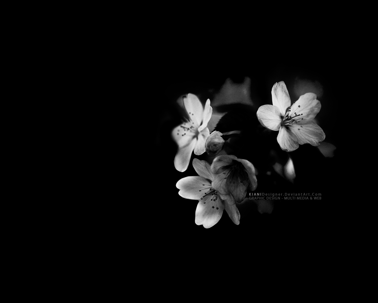 black white flower wallpaper