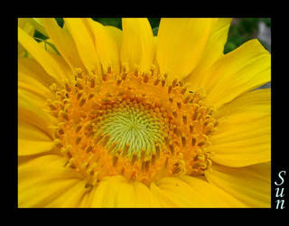 girasol1