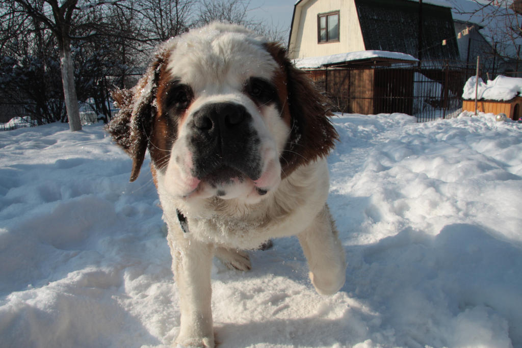 Curious dog.