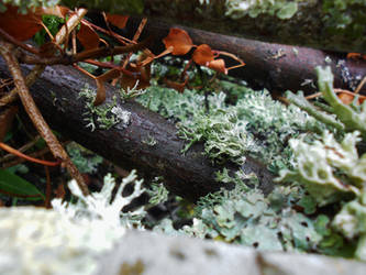 Lichen Life