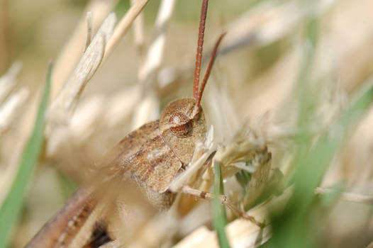 SP_Small_Grasshopper