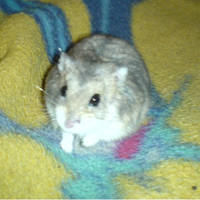 My Hamster Grumi