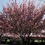 Cherry Blossom 2011 I