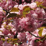 Cherry Blossom 2011 III