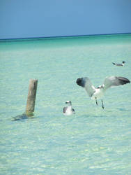 Gulls in Cayo Blanco