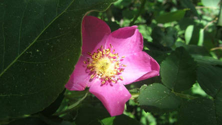 Wild Rose, Peeking