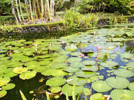 Water Lilies